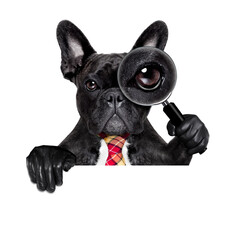 french bulldog  dog searching and finding as a spy with magnifying glass , isolated on white...