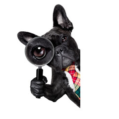 Fototapeta french bulldog  dog searching and finding as a spy with magnifying glass , isolated on white background, behind banner placard blackboard obraz