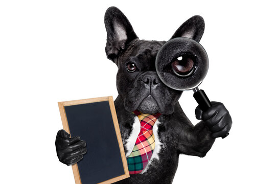 french bulldog  dog searching and finding as a spy with magnifying glass , isolated on white background, holding banner placard blackboard