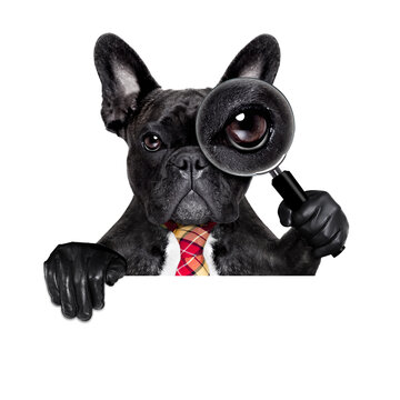 french bulldog  dog searching and finding as a spy with magnifying glass , isolated on white background, behind banner placard blackboard