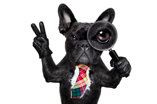 french bulldog  dog searching and finding as a spy with magnifying glass , isolated on white background, with peace and victory fingers