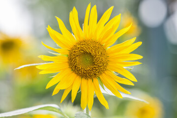 Close focus on sunflower with small petal with blurred green background