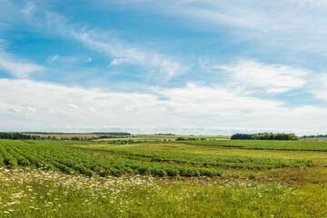 Fototapeta na wymiar Green field of potatoes (Green Gables Shore, Prince Edward Island , Canada)
