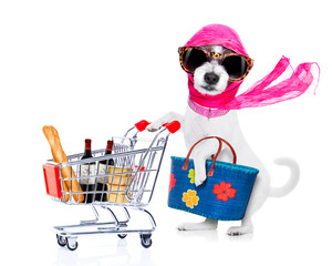 crazy and silly terrier dog diva lady with bag pushing  full of products supermarket cart ,...