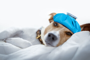 jack russell dog very sick and ill with ice pack or bag on head,  suffering, hangover and headache,...
