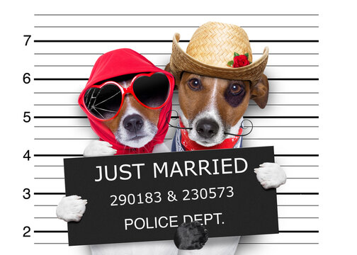 couple of newlywed just married  of dogs in a mugshot as criminals posing together forever in jail