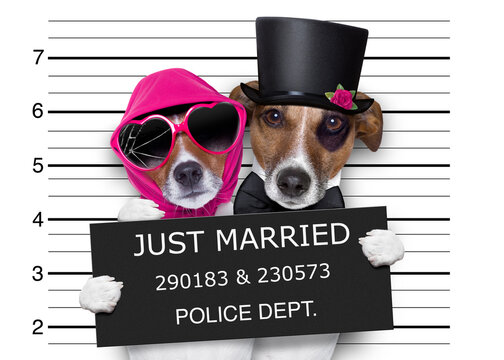 couple of newlywed just married  of dogs in a mugshot as criminals posing together forever in jail