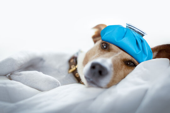 jack russell dog very sick and ill with ice pack or bag on head,  suffering, hangover and headache, resting on bed
