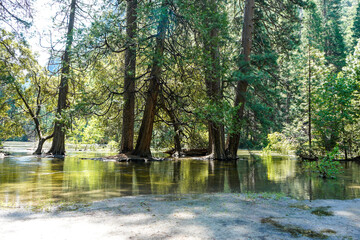 Yosemite National Park, California, USA. Flooding in a picnic area in the park.