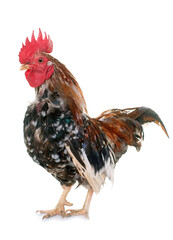 serama rooster in front of white background