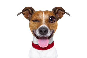 jack russell terrier emoticon or emoji dog funny silly crazy and dumb sticking out the tongue,...