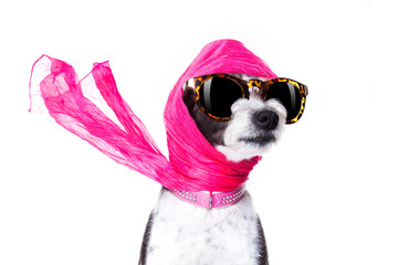 chic fashionable diva luxury  cool dog with funny sunglasses, scarf and necklace, isolated on white background