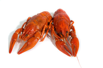 Macro Two Boiled crayfishs on isolate white background