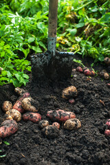 Fresh harvesting potatoes on the ground
