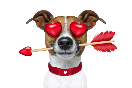 jack russell terrier emoticon or emoji dog funny silly and crazy in love with heart on eyes ,arrow in mouth, isolated on white background, for valentines day