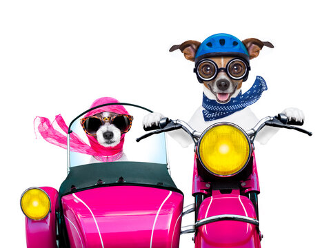 couple of just married jack russell dogs driving a funny motorbike vespa  for vacation holidays and honeymoon, isolated on white background