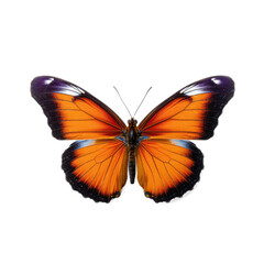 Fototapeta na wymiar Butterfly , isolated on transparent background, PNG