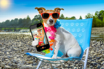jack russell dog on a  beach chair or hammock at the beach relaxing  on summer vacation holidays,...
