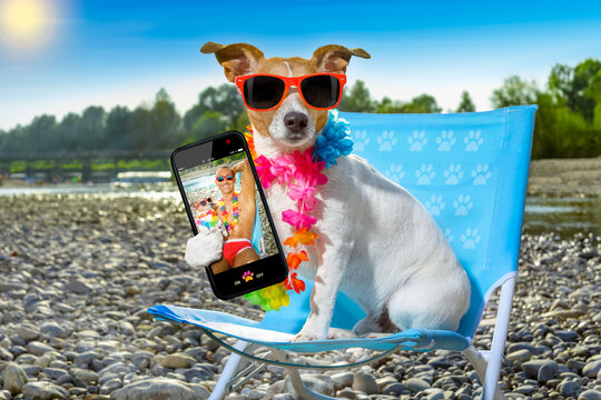 jack russell dog on a  beach chair or hammock at the beach relaxing  on summer vacation holidays, ocean or river  shore as background taking a selfie with smartphone