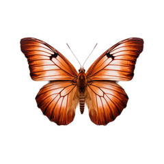 Butterfly , isolated on transparent background, PNG