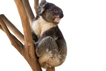 Australian koala bear isolated with copyspace for slogan or text message