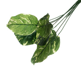 Green Leaf many Artificial spotted betel tropical leaves with branch. Dark green leaves of fake...