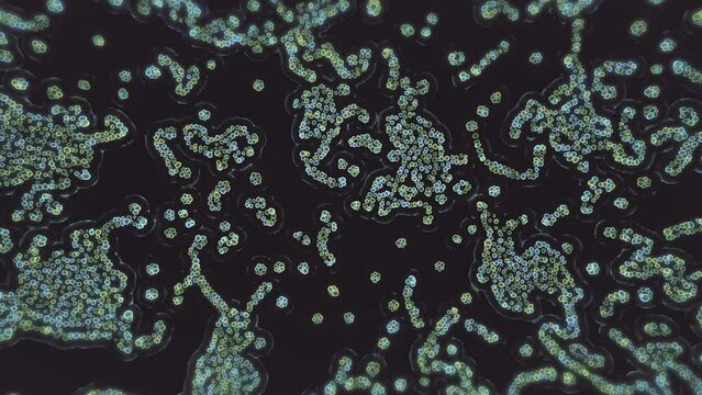 Bacteria moving dynamically clumping into groups, green spherical germs under microscope. 3D animation. 