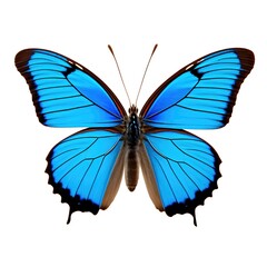 beautiful photo of blue butterfly with good quality