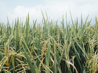 Indonesian paddy rice field scenery in Semarang regency, Central Java. Can be used for wallpaper or background