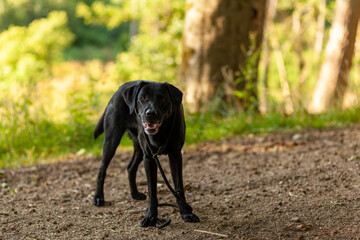 black dog on a walk in the woods in the summer, selective focus