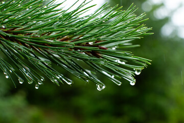 Water droplets on pitch pine needles from Massachusetts 