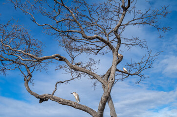 Barren Tree with a Heron and a Pigeon Underneath a Winter Blue and White Sky.