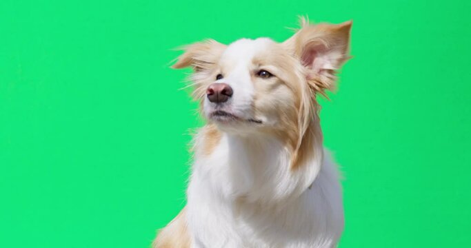 Cute border collie dog moves big ears looking to side and smelling area. Fluffy pet friend poses for photo on green chromakey screen closeup