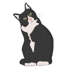 black cat graphic on white