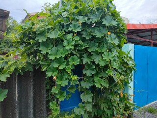 green bush fresh long morning.