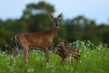 Whitetail Doe with two Fawns