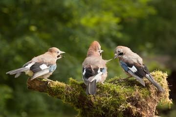 Jay bird family of three close up feeding on a moss covered log - Powered by Adobe