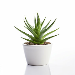 succulent in pot on white background. generative ai.