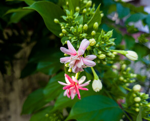 Combretum indicum or Rangoon creeper or Quisqualis indica L, Dutch jasmine flowers, Chinese...