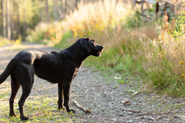 Black dog in the forest on a sunny summer day. Selective focus.