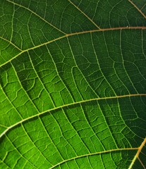 close up of leaf