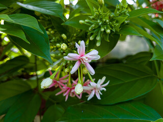 Combretum indicum or Rangoon creeper or Quisqualis indica L, Dutch jasmine flowers, Chinese...