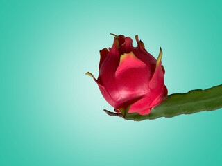 dragon fruit or pitaya with tree branch over green background. tropical fruit