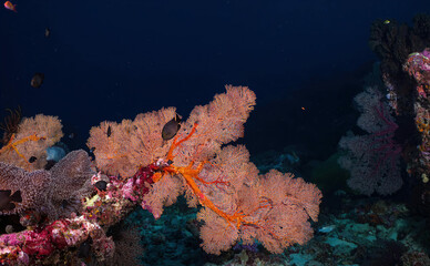 Fototapeta na wymiar tropical orange coral marine life deep sea photography