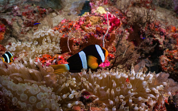 a clown fish amongst tropical marine life deep sea photography