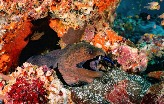 an eel amongst coral tropical marine life deep sea photography