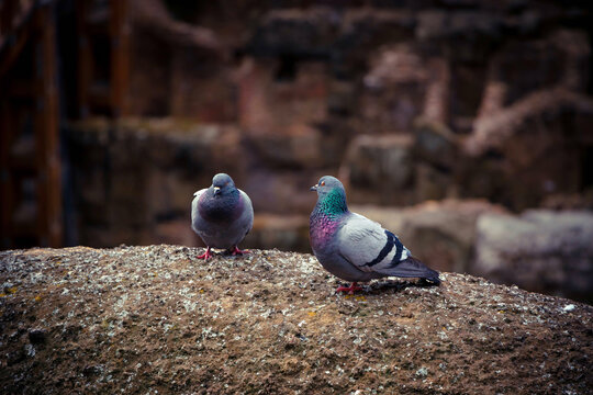 Two cute wild pigeon on the ancient walls of Coliseum