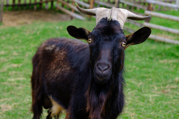 Crazy-eyed Black Goat: Unleashing the Wildness