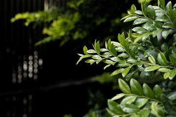 Morning dew on the leaves of tea tree. Natural background.