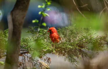 Red Cardinal Brid
